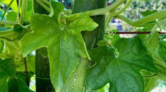 1 thứ trên cây mướp nếu biết dùng sẽ là 'báu vật' cho gan