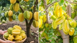 3 vị trí trồng khế tốt nhất: Đó là vị trí nào?