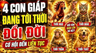 4 con giáp Danh tiến - Lợi tăng - Duyên đến, đời này ăn no ngủ kỹ