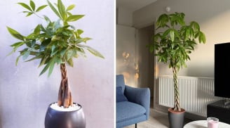 Cây kim ngân thắt bím có ý nghĩa gì? 3 mệnh này được như 'máy hút lộc' tài vận tới không ngừng