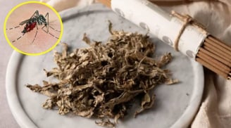 Cách làm hương muỗi bằng ngải cứu, an toàn, ngủ ngon không cần mắc màn