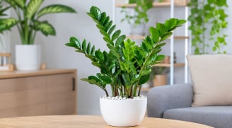 Trồng cây kim tiền đừng bỏ qua những 'lưu ý vàng': Vừa tăng cảm giác hút tài lộc vừa tránh rước rắc rối
