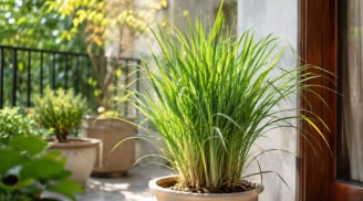 Trồng 1 bụi sả trong nhà đón nhiều ý nghĩa bất ngờ, nhiều người thấy tiếc khi biết điều này