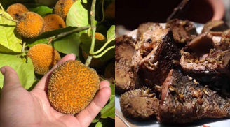 Loại quả từng rụng đầy bờ rào nay thành đặc sản “gây sốt”, giá hơn 100.000 đồng/kg vẫn cháy hàng