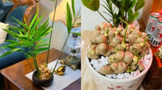 Vì sao nhiều người thích trồng gừng trong nhà? Có 5 ý nghĩa đặc biệt