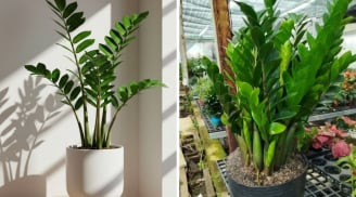 Cây kim tiền ra hoa là Phú Quý thịnh vượng: Làm cách này cây mọc nhiều hoa, chồi non tua tủa