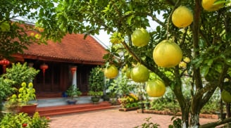 Vì sao người xưa thích trồng cây bưởi trước nhà? Không chỉ lấy quả mà còn có nhiều ý nghĩa đặc biệt