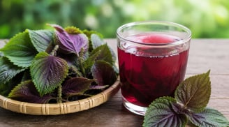Có nên uống nước lá tía tô hàng ngày?