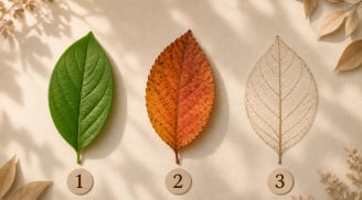 Quiz: Chọn 1 chiếc lá bạn thích để xem trong mắt người khác, bạn thuộc tuýp người như thế nào?