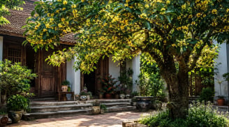Vì sao người xưa nói trồng cây mộc hương thì con cháu hưởng lộc? Ý nghĩa phía sau không phải ai cũng biết