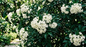 6 lý do khiến nhiều gia đình thích trồng cây nguyệt quế trước nhà, không chỉ vì đẹp