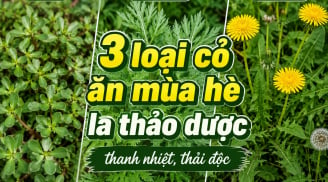 3 loại cỏ ăn mùa hè là thảo dược thanh nhiệt, thải độc