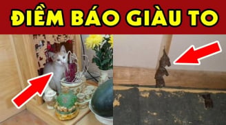 4 con vật vào nhà mang tới may mắn giàu có cho gia đình bạn: Đừng dại đuổi đi