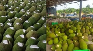 Vì sao nhiều người bán cắt một phần đầu quả mít rồi bôi chất trắng lên? Sự thật không phải ai cũng biết