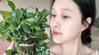 Cách dùng rau diếp cá thu nhỏ lỗ chân lông, da trắng hồng, mờ thâm