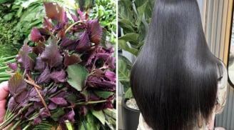 Cách gội đầu bằng nước lá tía tô ngăn rụng tóc, tóc con mọc gấp 3 lần