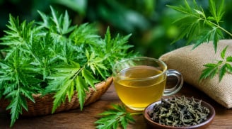 Cách dùng lá đinh lăng hỗ trợ ngủ ngon, tăng cường sức khỏe