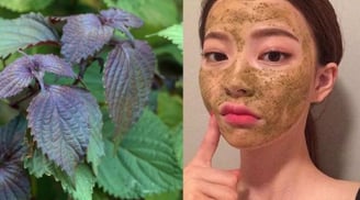 Cách trị thâm nám bằng lá tía tô đơn giản, dễ thực hiện tại nhà