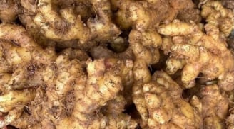 Cách bảo quản gừng để cả năm không thối, không ọp