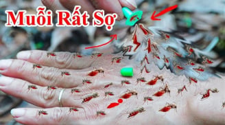 10 cách đuổi muỗi vào mùa hè hiệu quả, nhà sạch bóng không tiếng vo ve
