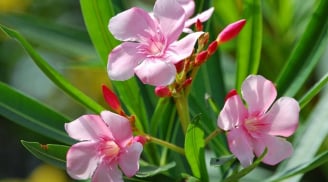 3 loại cây người giàu không bao giờ trồng trong nhà