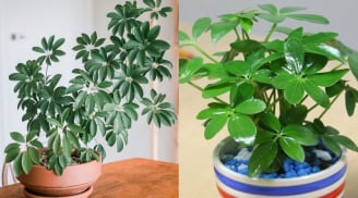 Người thuộc 2 mệnh này hợp trồng cây ngũ gia bì nhất
