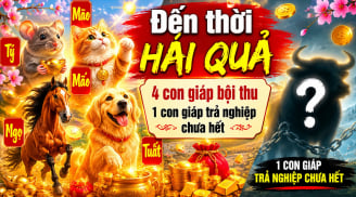 Dự báo 4 con giáp Đến Thời Hái Quả, 1 tuổi trả nghiệp chưa hết