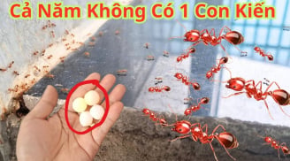 9 cách đuổi kiến khỏi nhà vĩnh viễn, cực dễ làm, rẻ tiền lại vô cùng hiệu quả