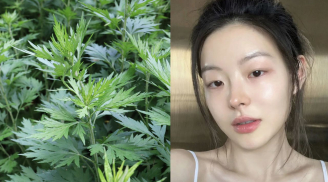 Cách dùng ngải cứu làm trắng da, giảm thâm nám hiệu quả