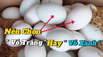 Chọn trứng vịt nên chọn quả vỏ xanh hay vỏ trắng?