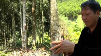 Từ vùng đất hoang sơ đến “thủ phủ tỷ phú quế”: Câu chuyện đổi đời của người Mông ở Mỏ Vàng