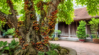 Vì sao nên trồng cây sung? Không chỉ để ngắm, loại cây này còn mang nhiều giá trị bất ngờ