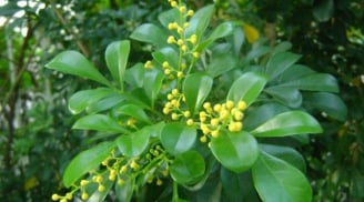 Vì sao người xưa thích trồng cây hoa ngâu trước nhà? Những lưu ý quan trọng cho người đang trồng hoa ngâu