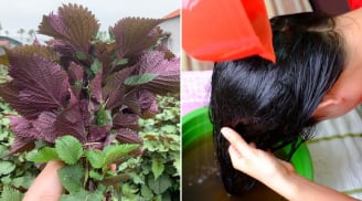 Cách gội đầu bằng lá tía tô giúp sạch gàu, tóc bồng bềnh, tóc con mọc lên tua tủa