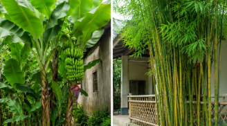 Người xưa dặn 3 cây trồng trước nhà thì xấu, chuyển gia sau nhà là trấn giữ của cải