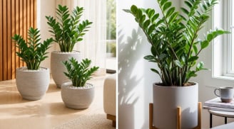 2 mệnh này trồng cây kim tiền là 'tiền ra như nước' dễ nợ ngập đầu