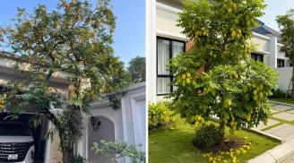 Nên trồng khế chua hay khế ngọt trước nhà?