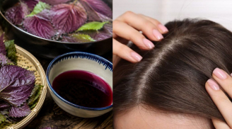 Cách gội đầu bằng lá tía tô giúp da đầu sạch gàu, hỗ trợ tóc mọc khỏe hơn
