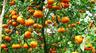 Cổ nhân dạy: Trồng 3 cây này trước cửa nhà để con cháu hưởng phúc, thịnh vượng suốt 3 đời