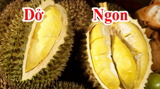 Mẹo chọn sầu riêng ngon trăm quả như một múi to ngon ngọt