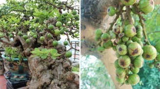 Nên trồng cây sung cảnh hay cây sung ta trước cửa nhà?
