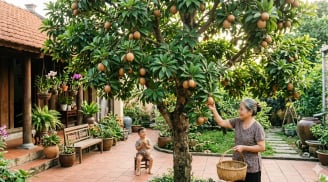 Trồng lựu hay hồng xiêm trong sân vườn: Chọn đúng cây có thể giúp không gian sống thêm vượng khí