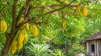  Vì sao người xưa thích trồng cây khế? Người mệnh này tuổi này chú ý