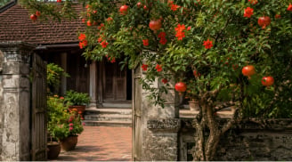 Vì sao nhiều nhà giàu xưa thích trồng cây lựu trước nhà? Hóa ra vì lý do này