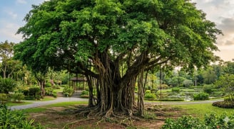 Cây sung hay cây si: Loại nào phù hợp trồng trong sân nhà hơn?