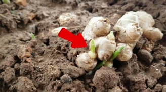 Gừng mọc mầm còn ăn được không?