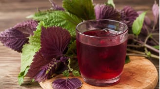  Những người nên hạn chế uống nước lá tía tô để tránh gây hại