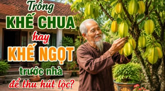 Trồng khế chua hay khế ngọt trước nhà để thu hút lộc?