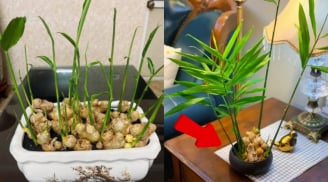 Cách trồng gừng bonsai làm cảnh đơn giản, mầm đâm tua tủa