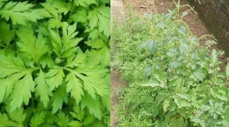  Vì sao người xưa dặn con cháu nên trồng ngải cứu trước cửa nhà? Hóa ra vì điều bất ngờ này